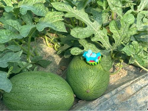 吃瓜基地网,网络舆论场中的“瓜田”盛景